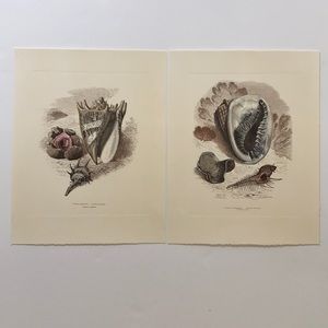 Hand Colored Prints ‘Sea Shells’